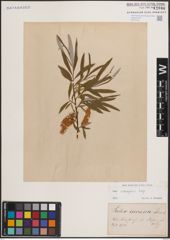 Foto von Salix eleagnos Scop.